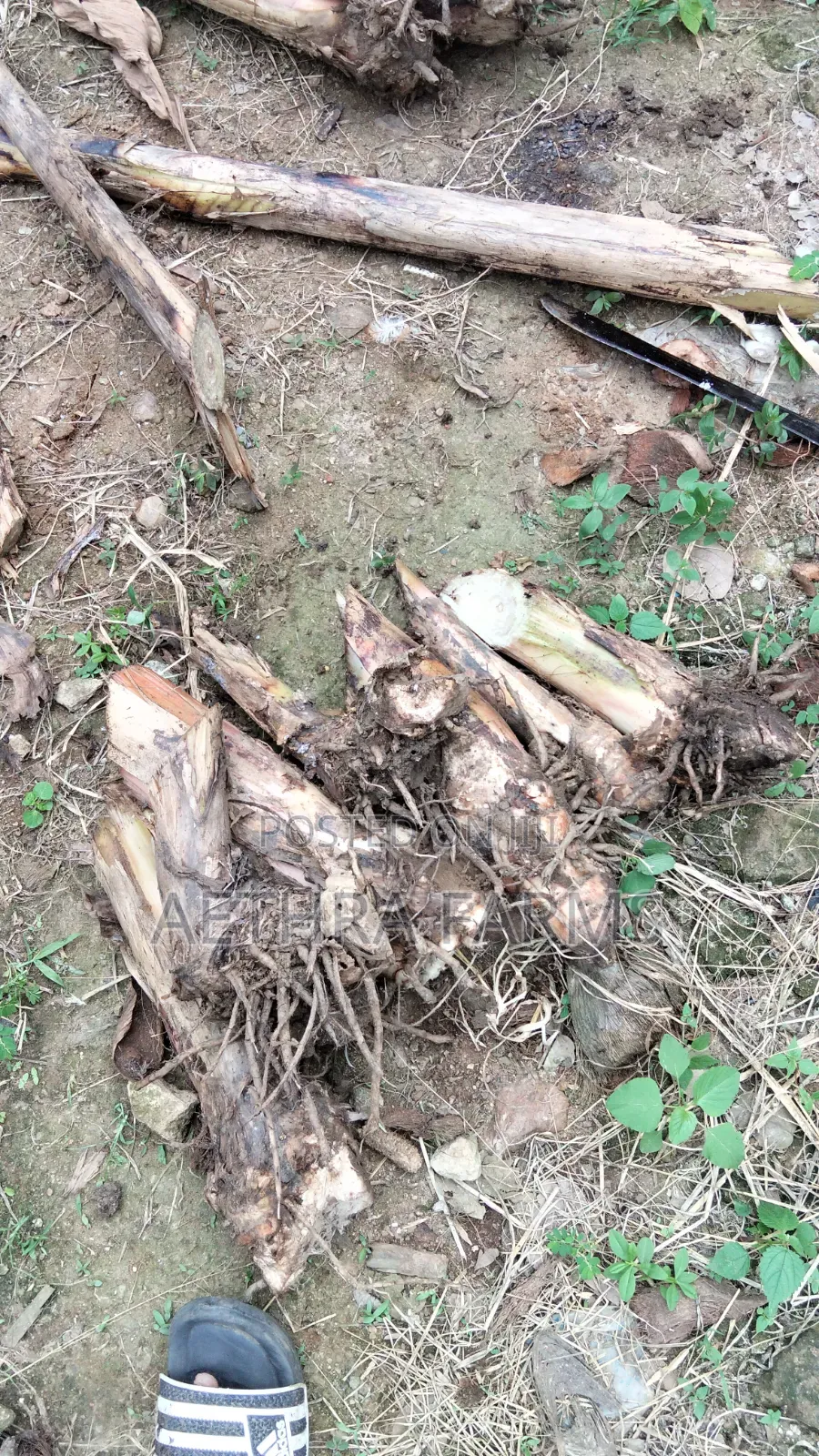 Healthy Plantain Suckers for Sale (High Yield Fast Growing)