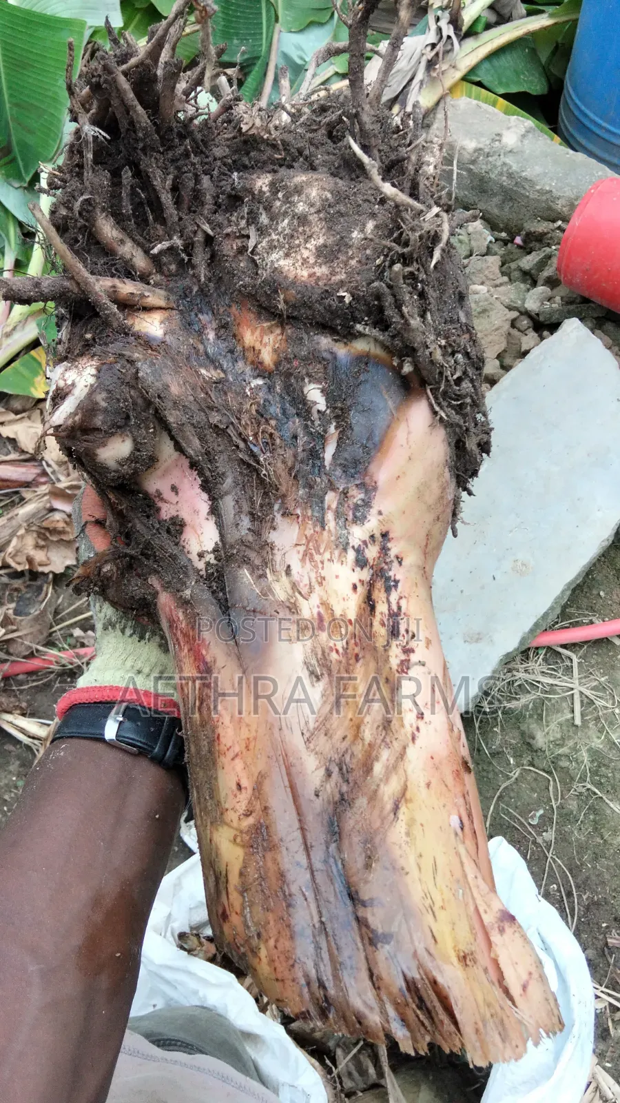 Healthy Plantain Suckers for Sale (High Yield Fast Growing)