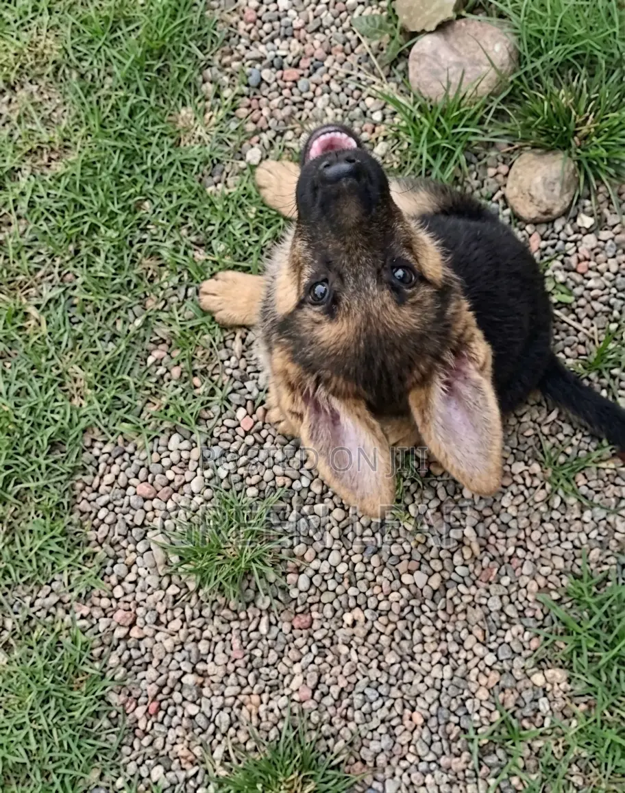 1-3 months Female Purebred German Shepherd