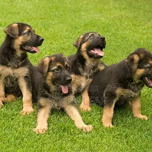 1-3 months Female Purebred German Shepherd