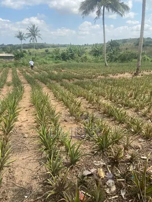 Full Plot of Land