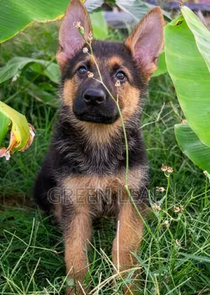 1-3 months Male Purebred German Shepherd