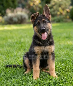 1-3 months Male Purebred German Shepherd