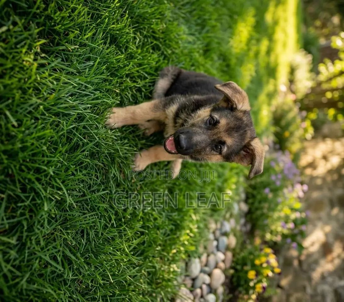 1-3 months Male Purebred German Shepherd