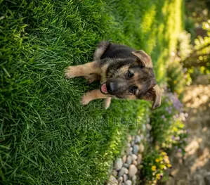 1-3 months Male Purebred German Shepherd