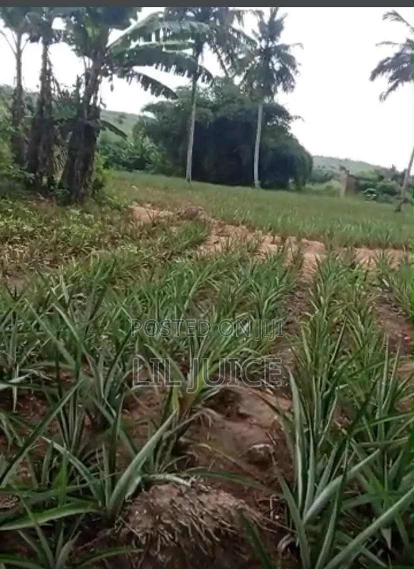 Full Plot of Land