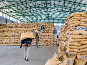 Distributors and Loaders Needed at Our Cocoa Factory