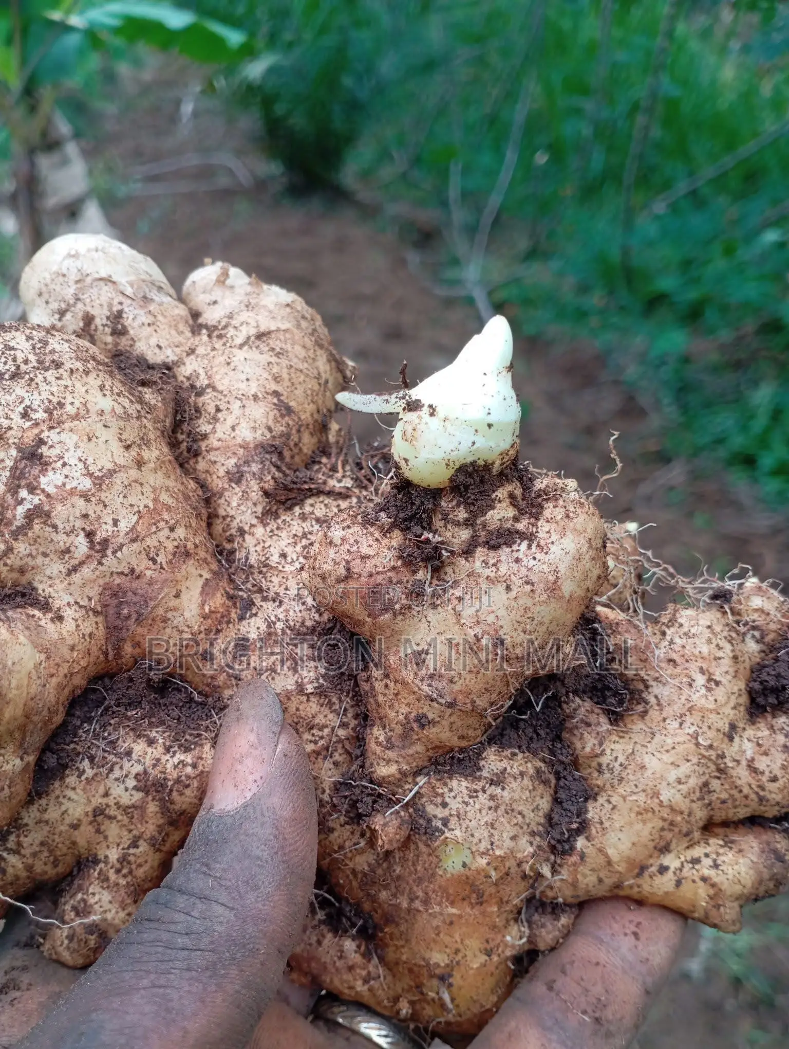 Ginger Mg Bag