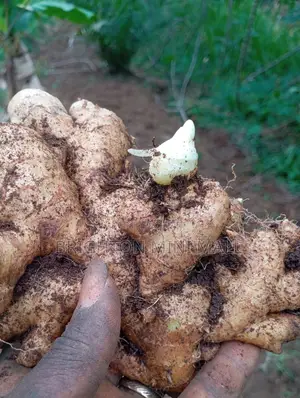 Ginger Mg Bag