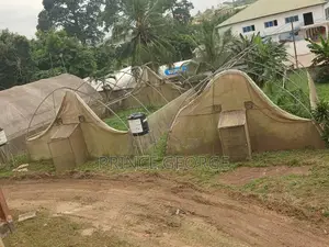 Greenhouse for Sale ( Used Greenhouse)
