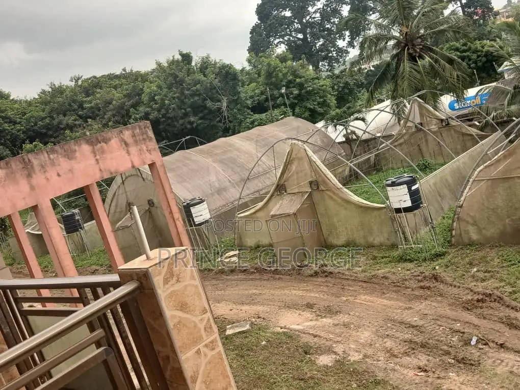 Greenhouse for Sale ( Used Greenhouse)