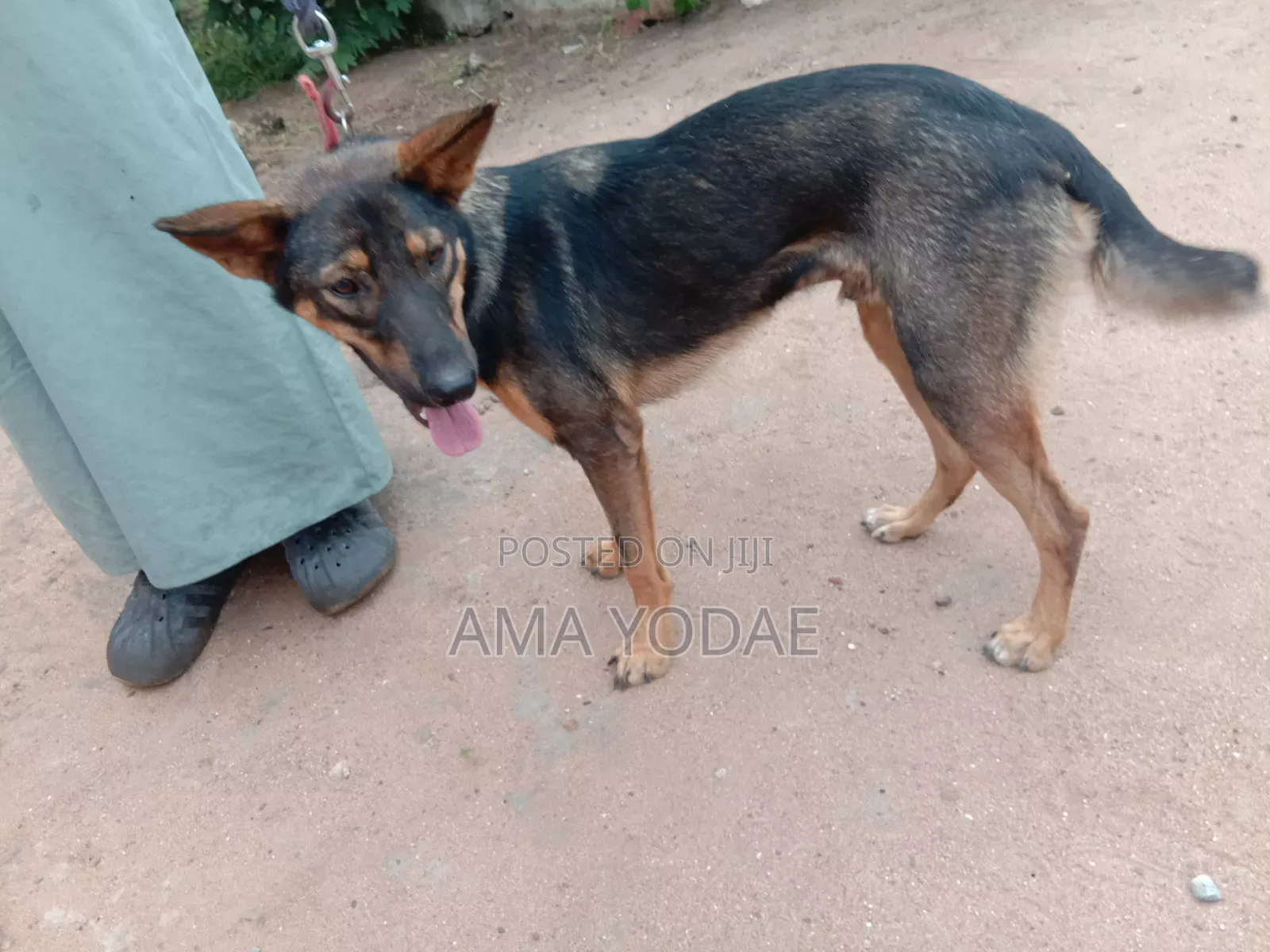 6-12 months Male Purebred German Shepherd