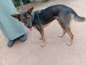 6-12 months Male Purebred German Shepherd