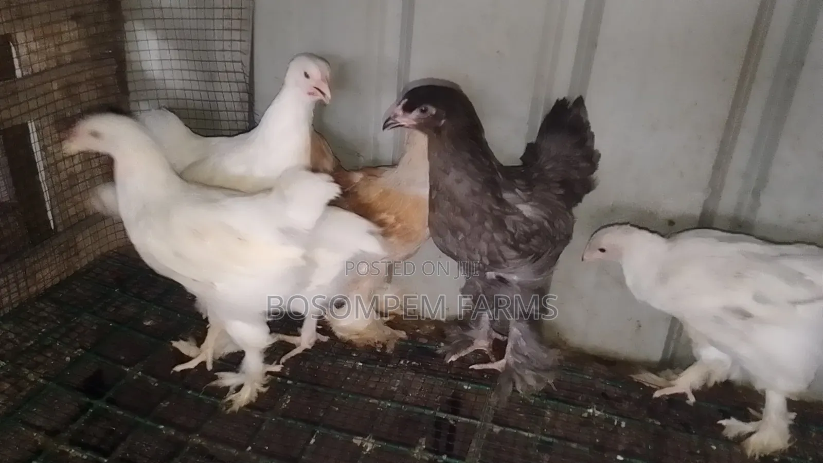 Brahma Chicken for Sale