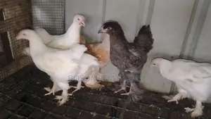 Brahma Chicken for Sale