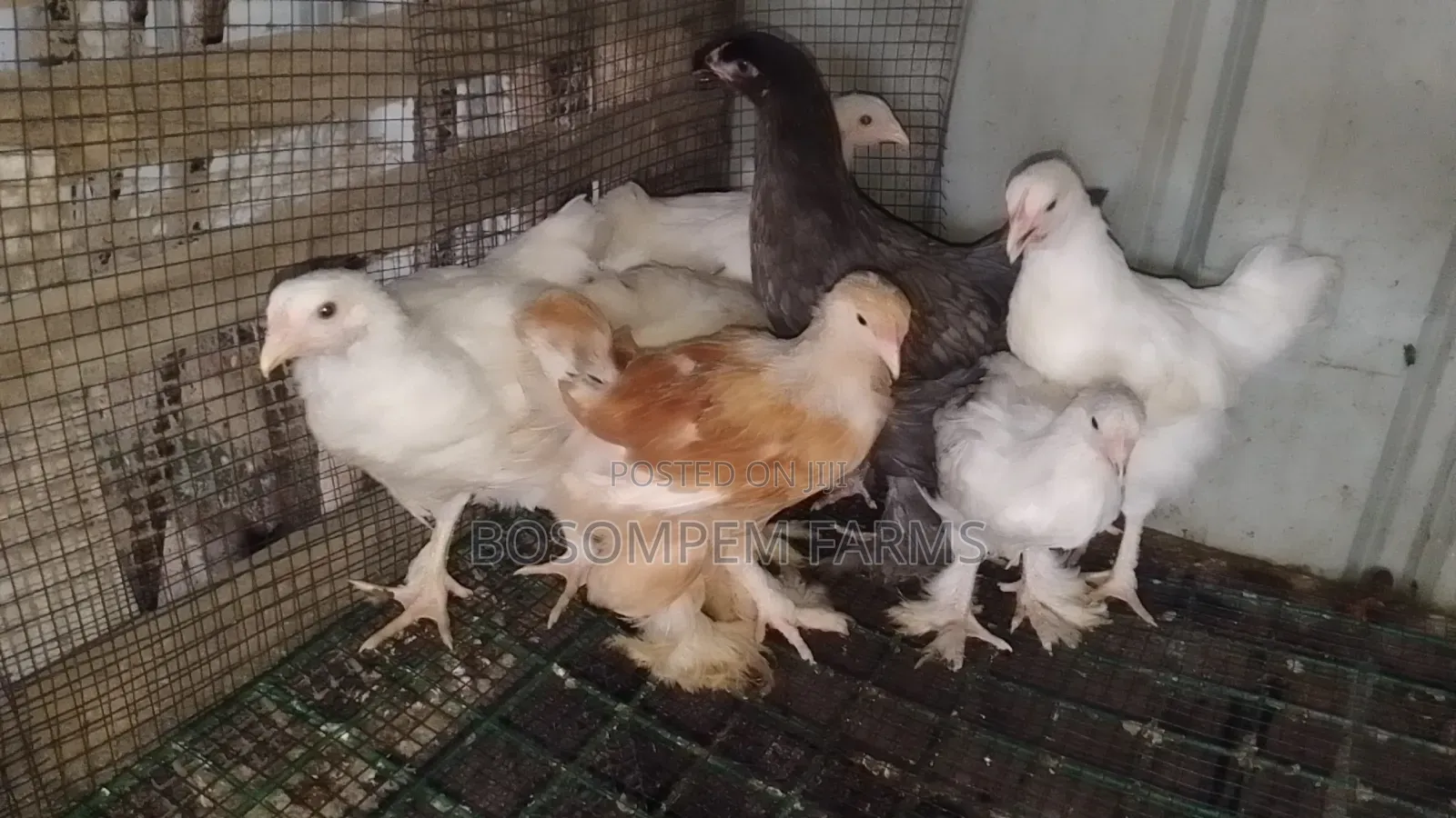 Brahma Chicken for Sale