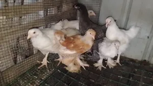 Brahma Chicken for Sale