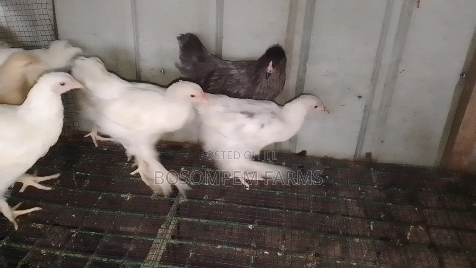 Brahma Chicken for Sale