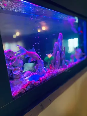 Double View Wall Unit Aquarium