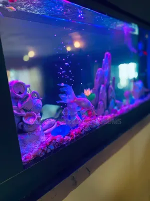 Double View Wall Unit Aquarium