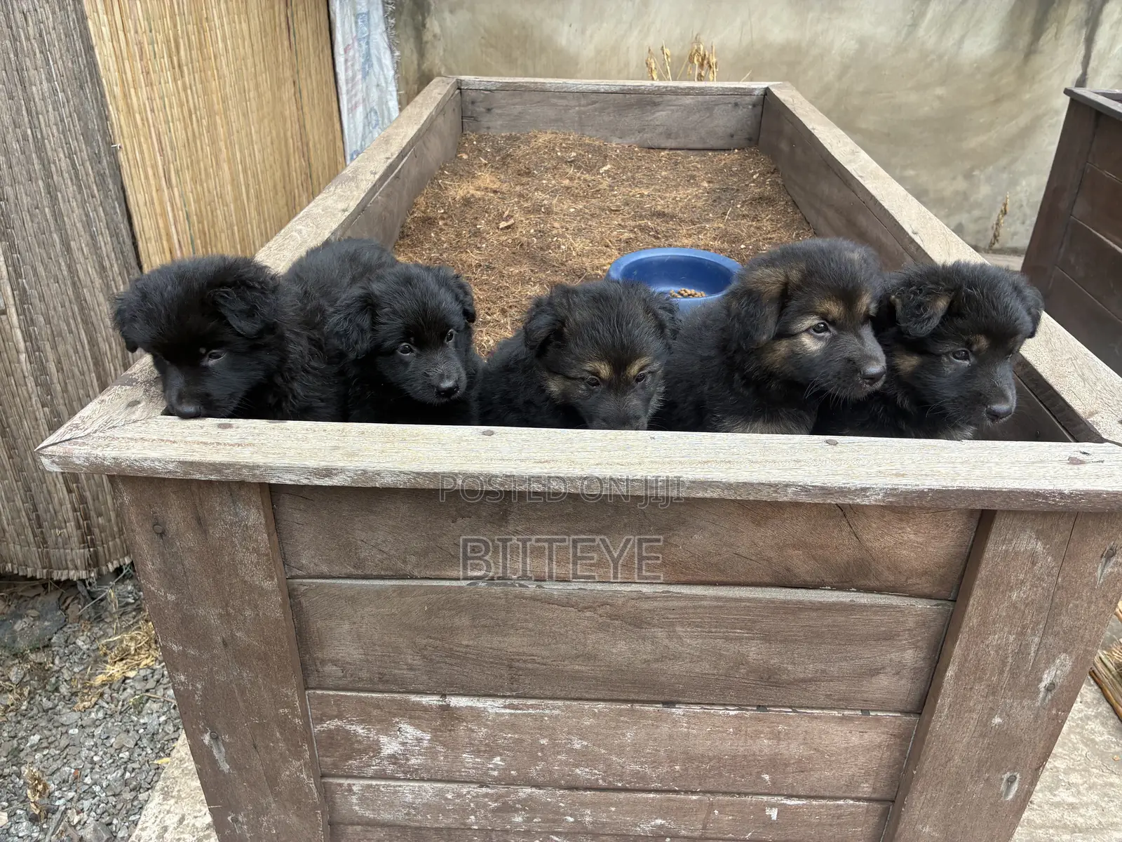 1-3 months Female Purebred German Shepherd