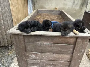 1-3 months Female Purebred German Shepherd