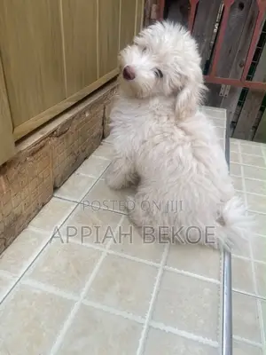 0-1 month Male Mixed Breed Poodle