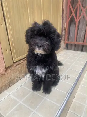 0-1 month Male Mixed Breed Poodle