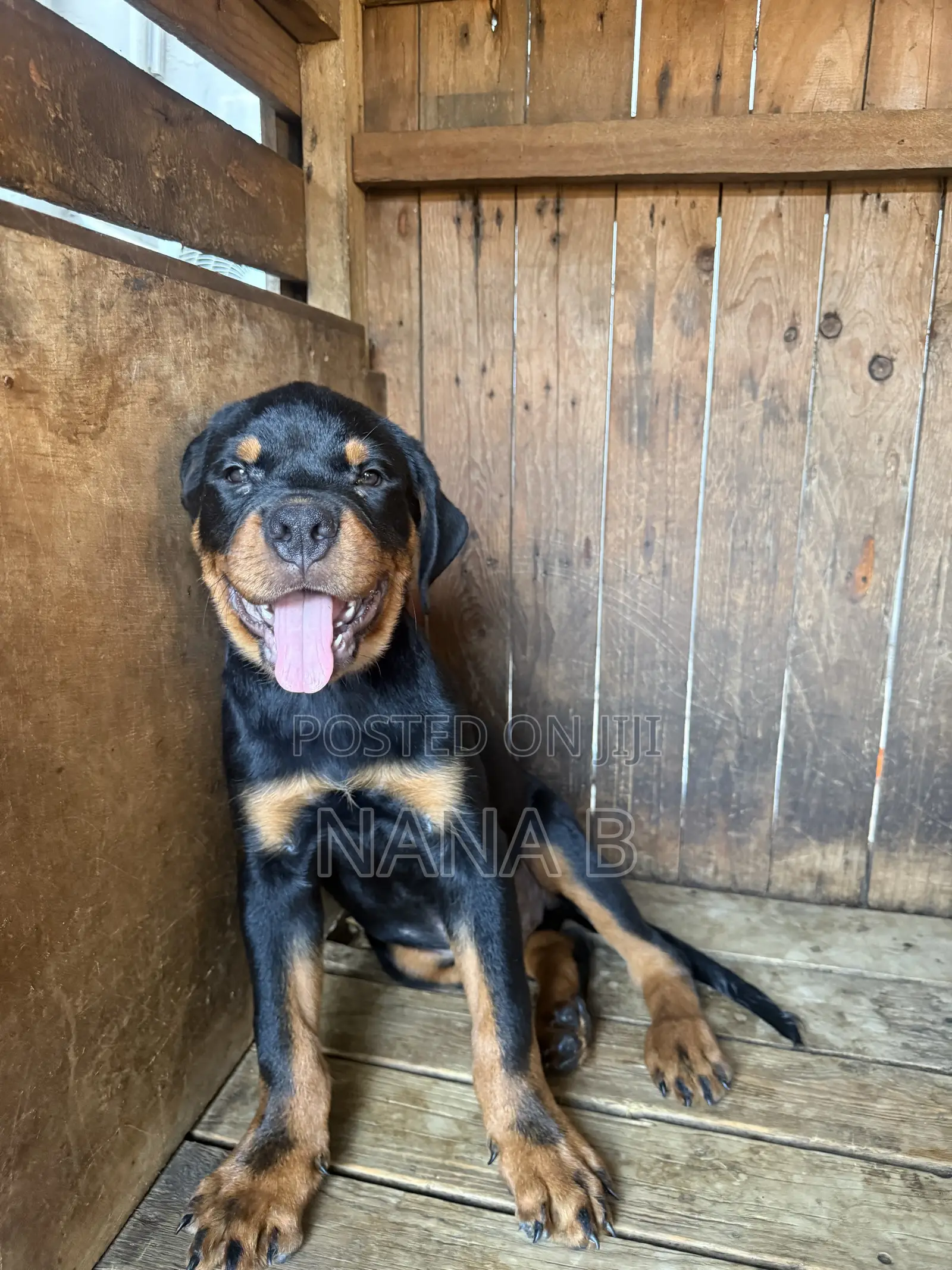 1-3 months Male Purebred Rottweiler