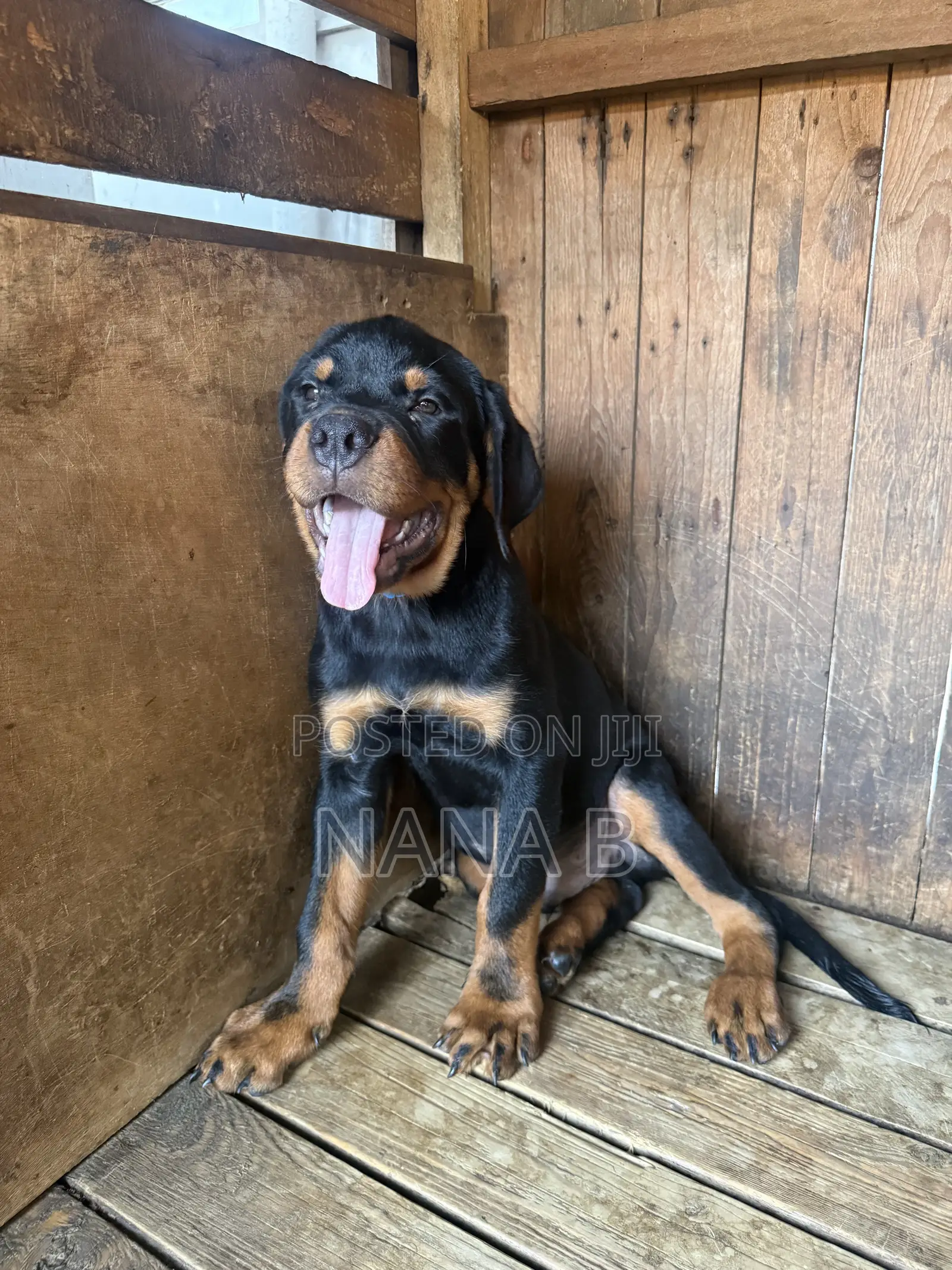 1-3 months Male Purebred Rottweiler