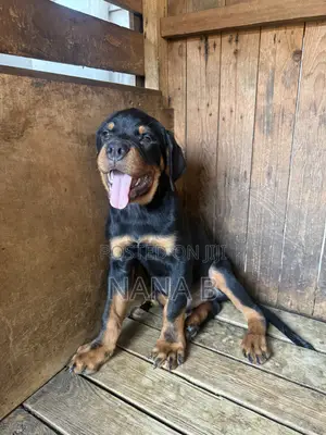 1-3 months Male Purebred Rottweiler