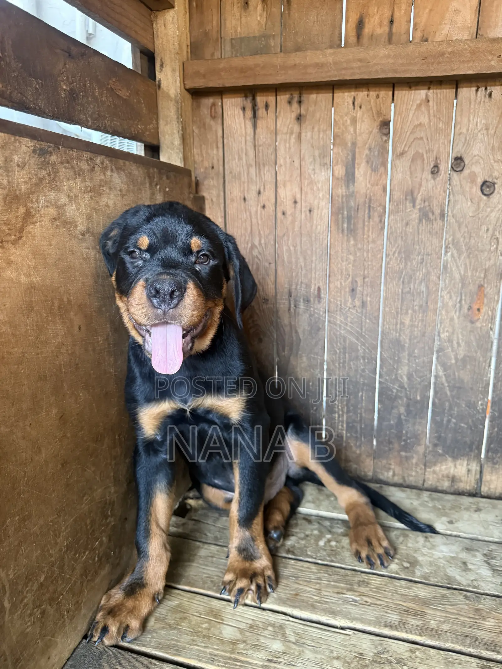 1-3 months Male Purebred Rottweiler