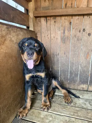 1-3 months Male Purebred Rottweiler