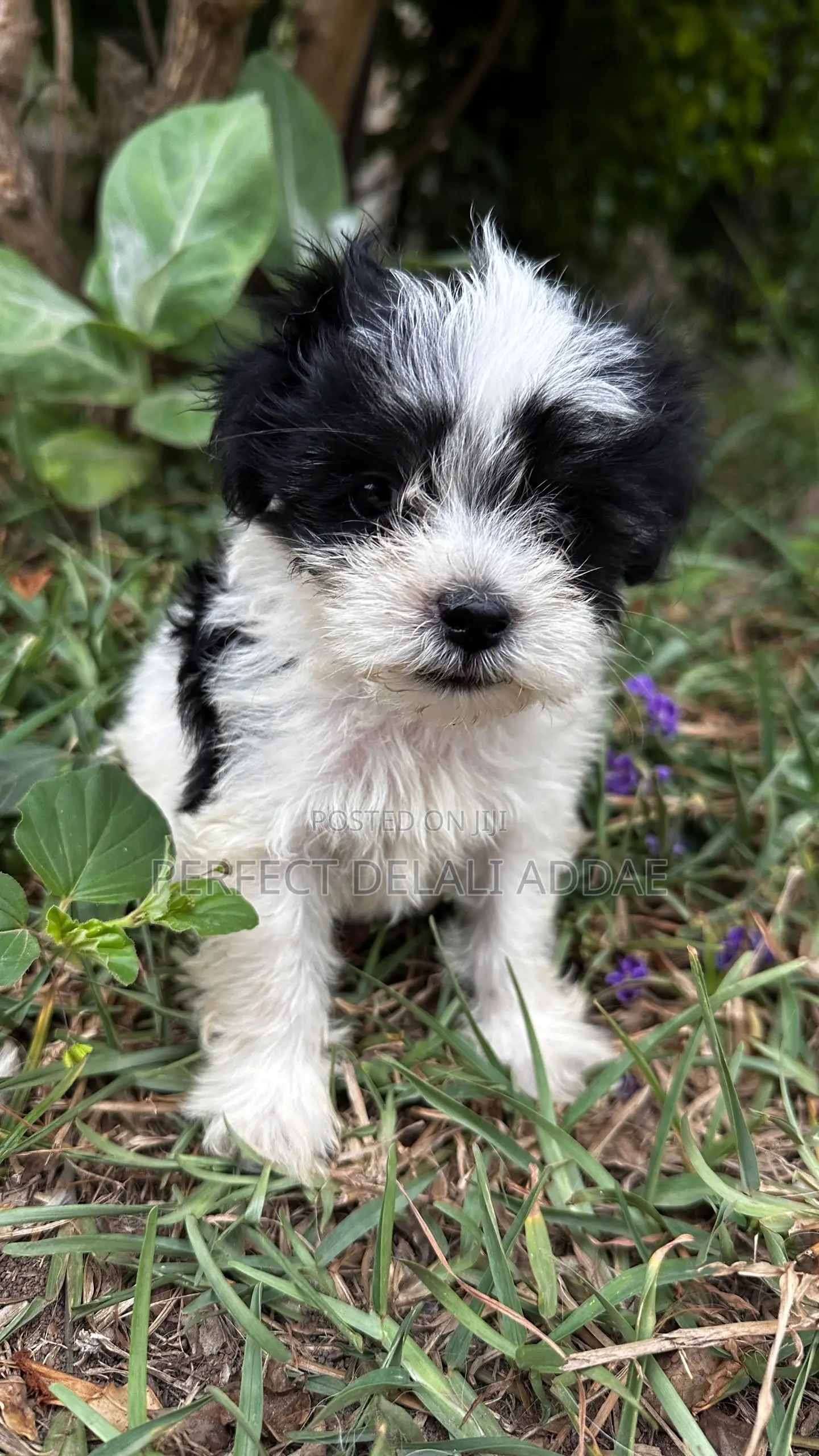 1-3 months Female Purebred Maltese