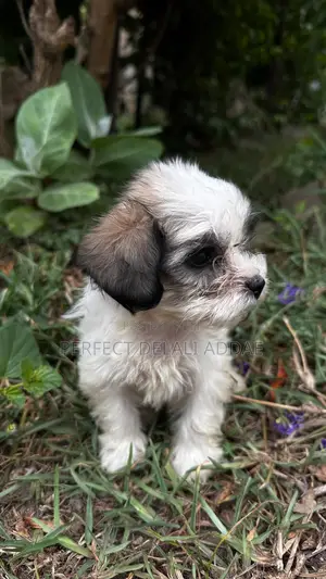 1-3 months Female Purebred Maltese