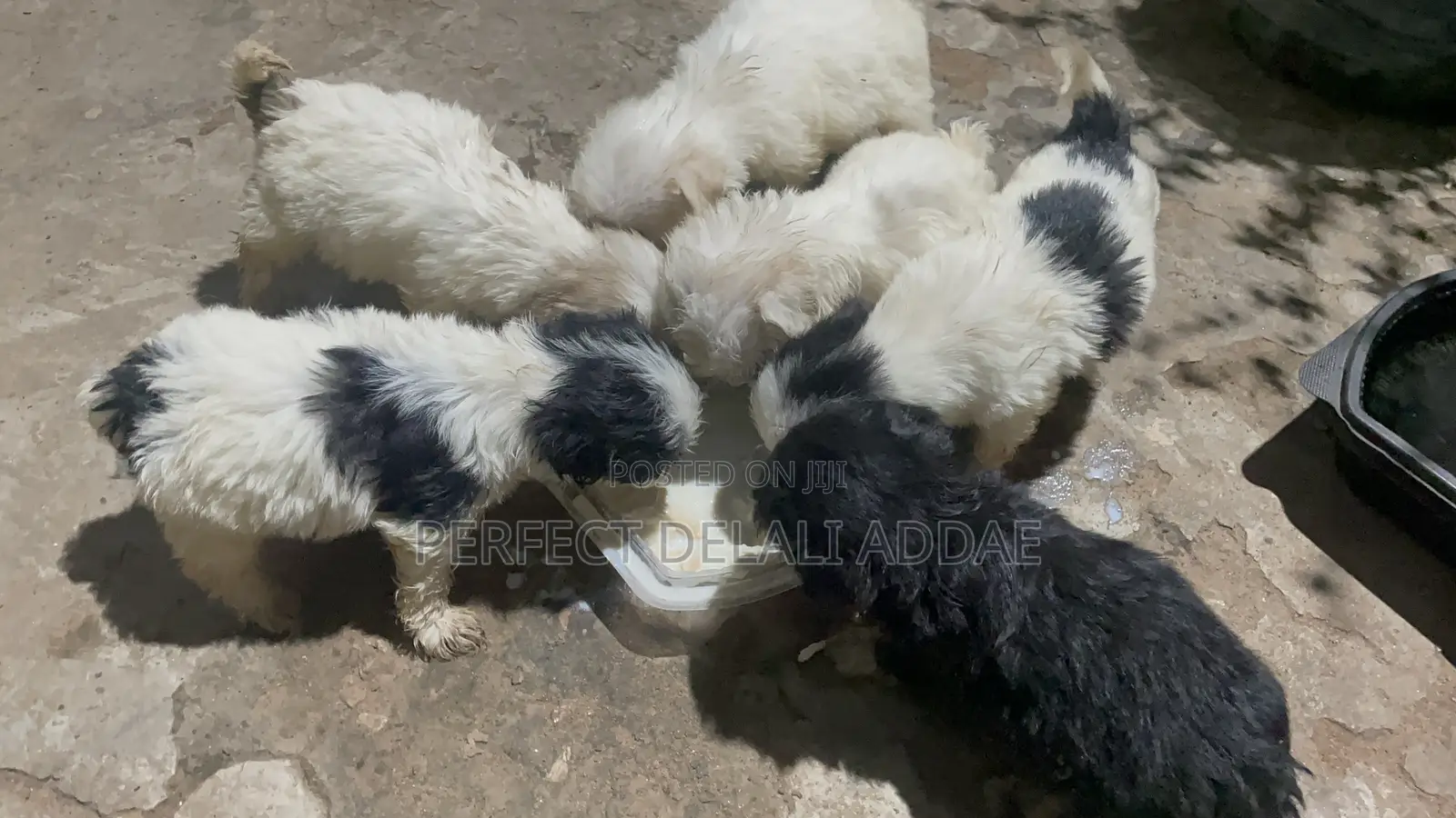 1-3 months Female Purebred Maltese
