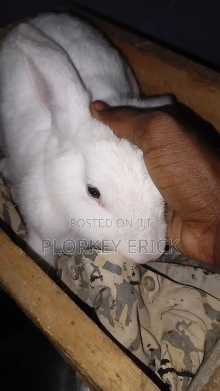 Healthy and Well-Nurtured Rabbits of Different Breeds for Sale Here