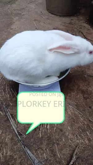 Healthy and Well-Nurtured Rabbits of Different Breeds for Sale Here