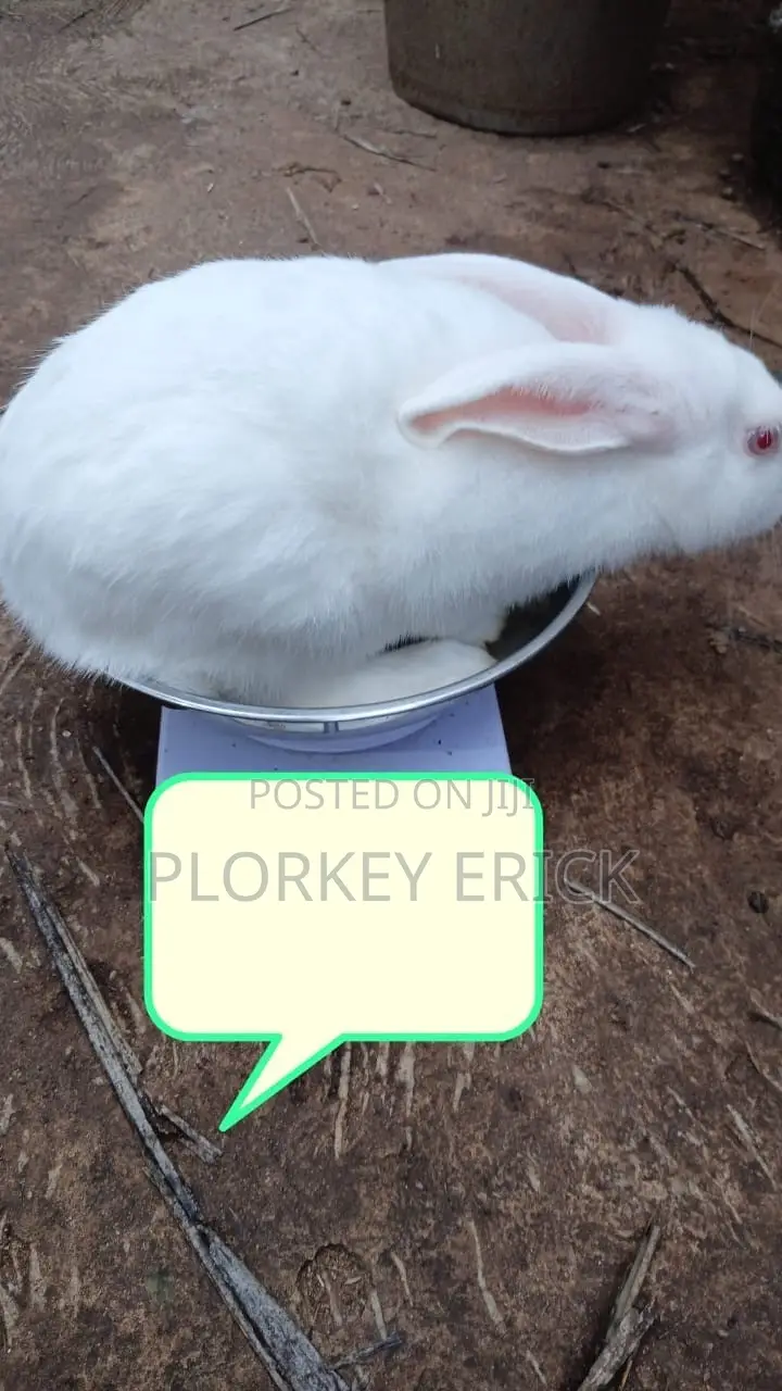 Healthy and Well-Nurtured Rabbits of Different Breeds for Sale Here