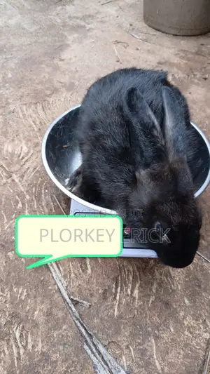 Healthy and Well-Nurtured Rabbits of Different Breeds for Sale Here