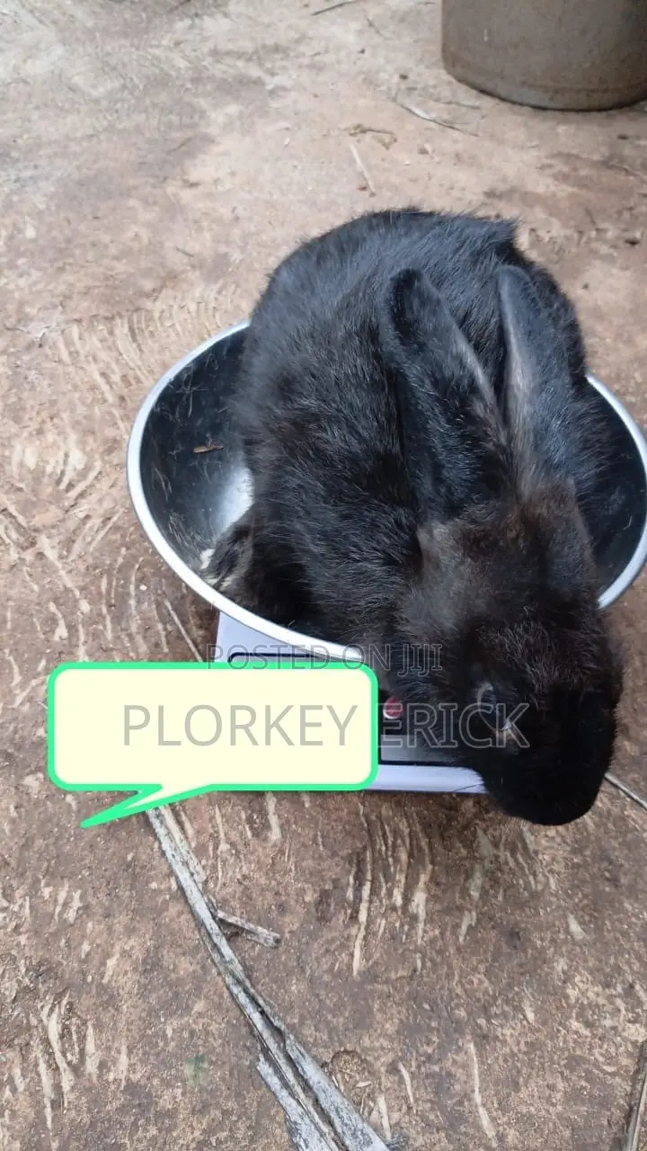 Healthy and Well-Nurtured Rabbits of Different Breeds for Sale Here