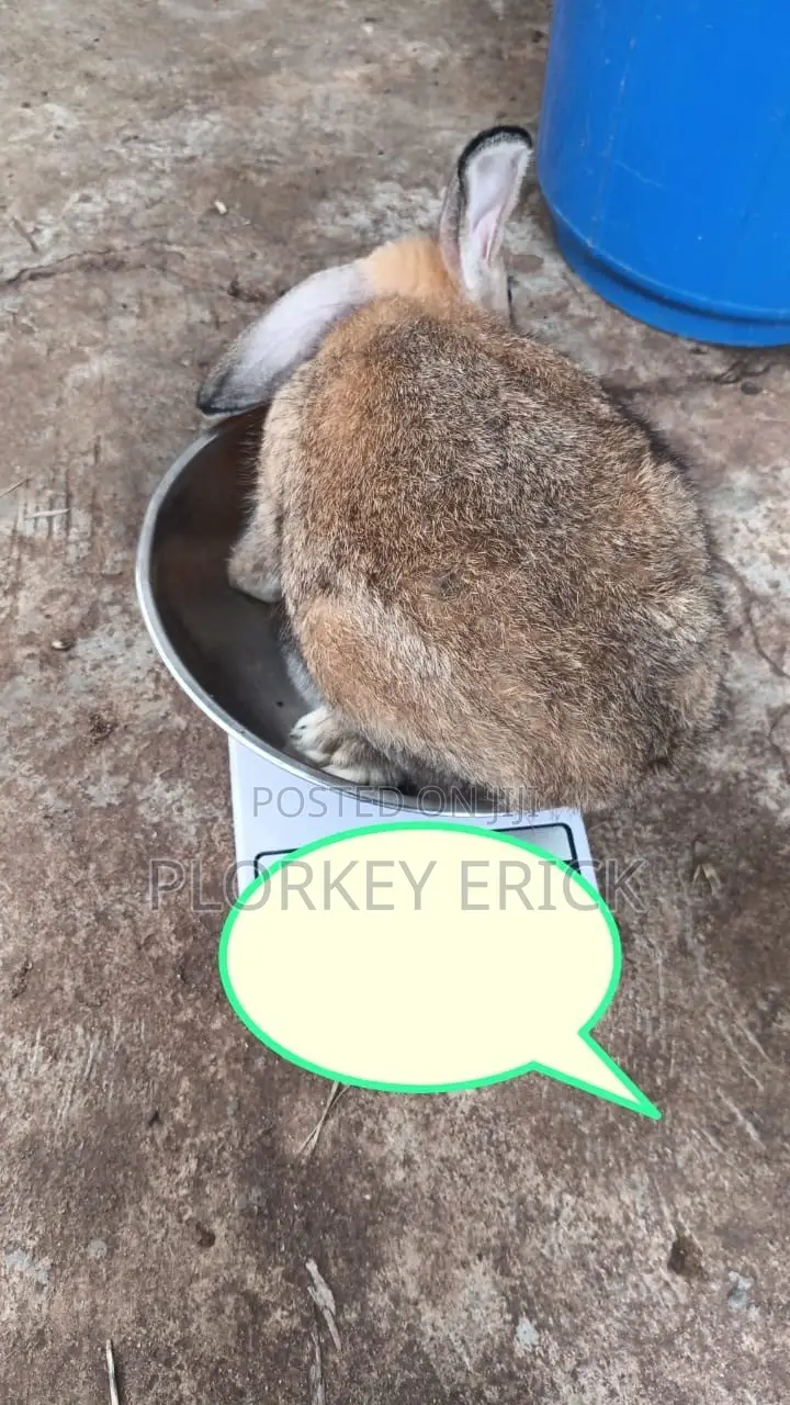 Healthy and Well-Nurtured Rabbits of Different Breeds for Sale Here