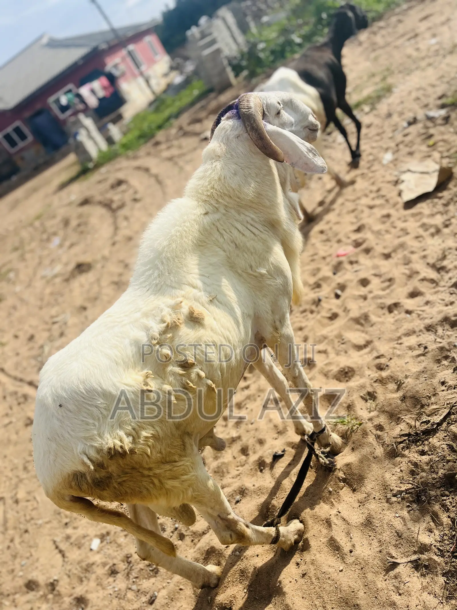 A Strong, Healthy and Well-Cared-for Ram