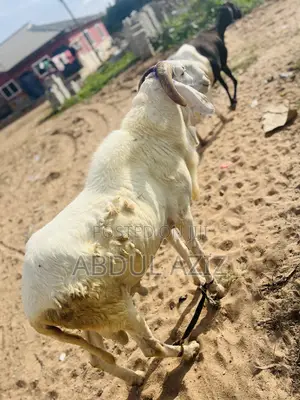 A Strong, Healthy and Well-Cared-for Ram