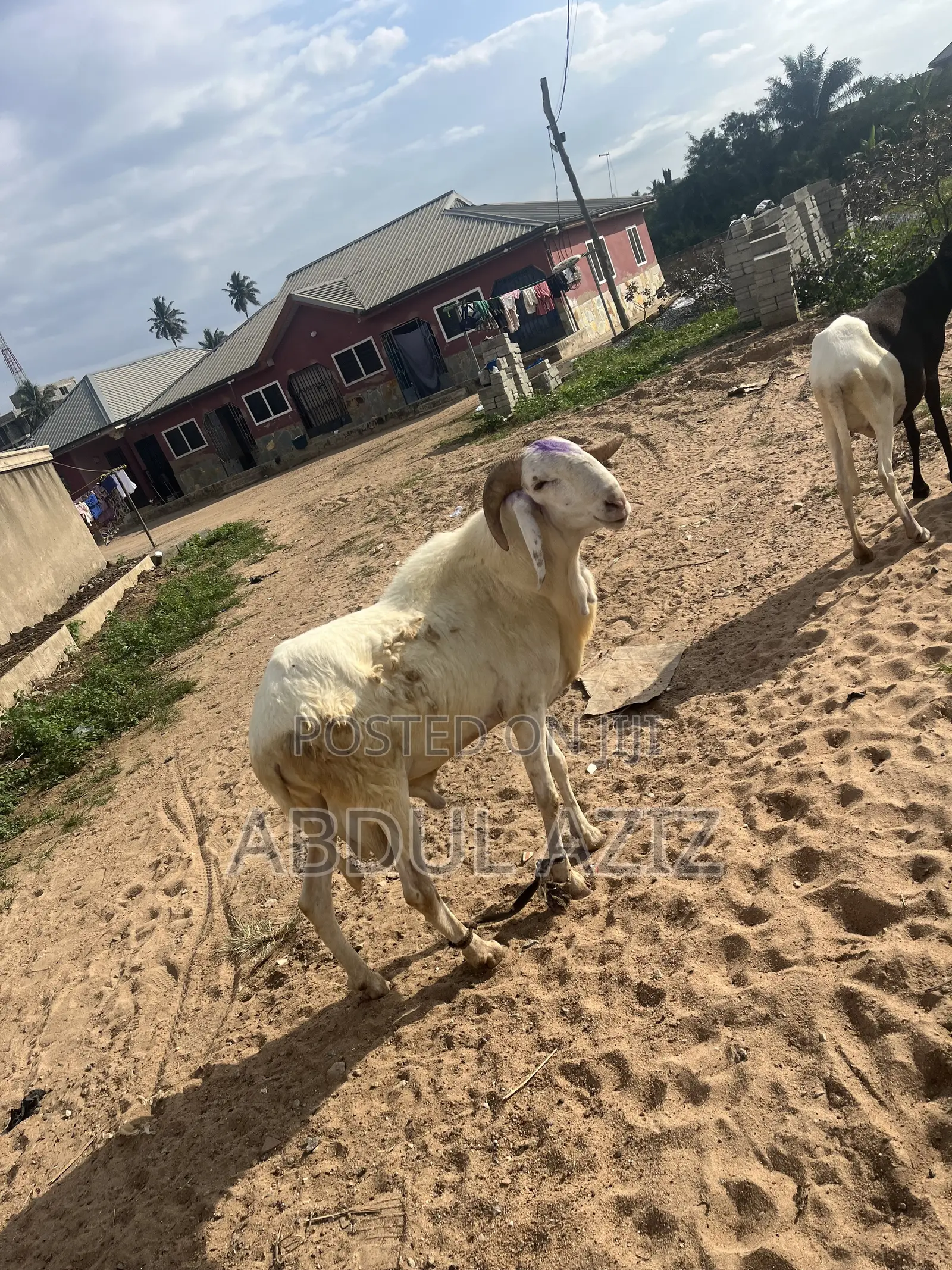 A Strong, Healthy and Well-Cared-for Ram
