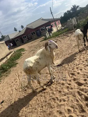 A Strong, Healthy and Well-Cared-for Ram