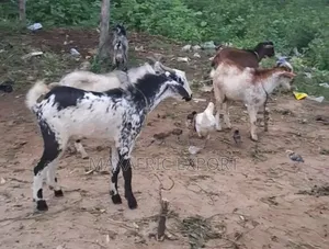 Local Goats and Sahelian Goat and Sheep