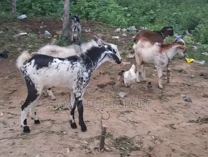 Local Goats and Sahelian Goat and Sheep