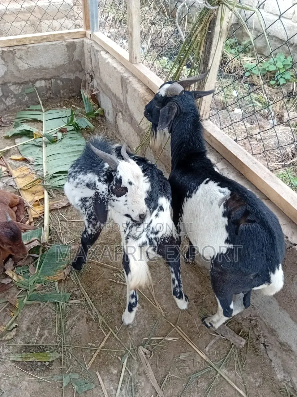 Local Goats and Sahelian Goat and Sheep