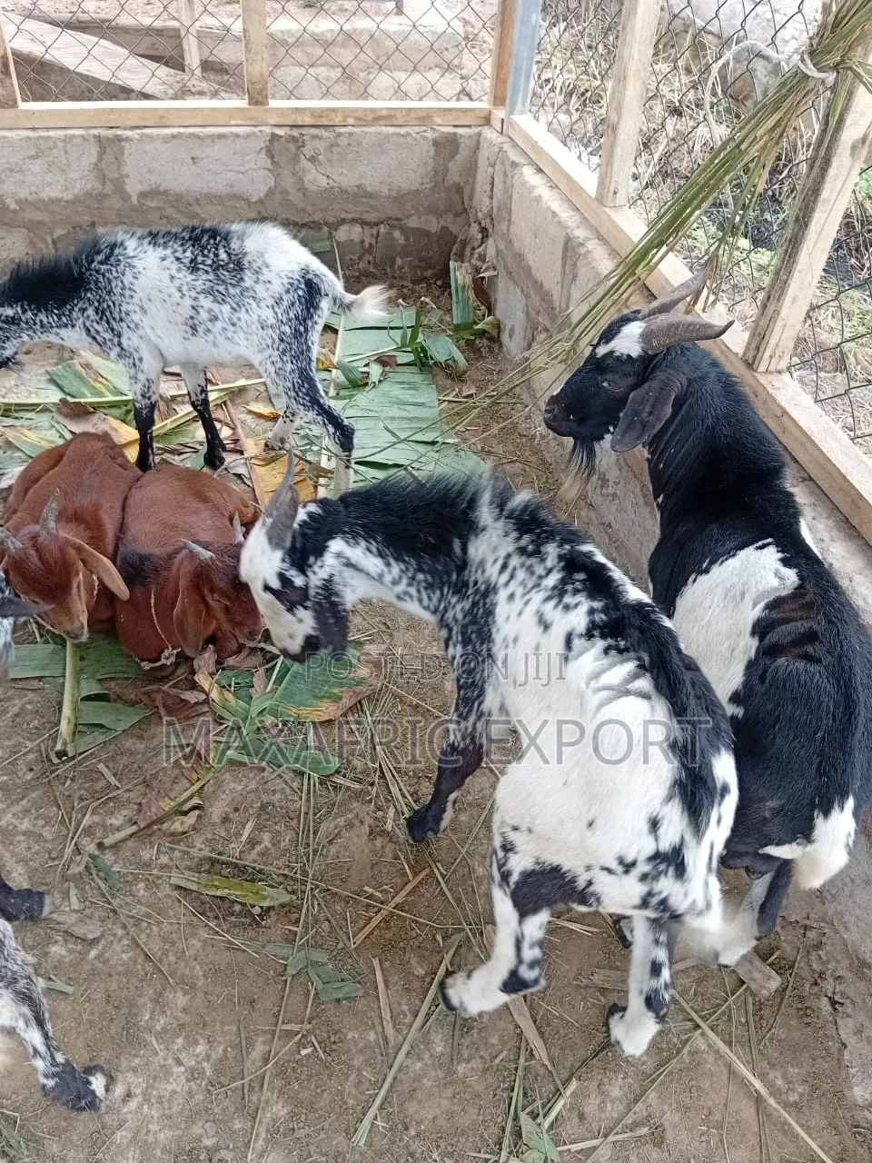 Local Goats and Sahelian Goat and Sheep